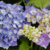 Photo courtesy of Joy Creek Nursery