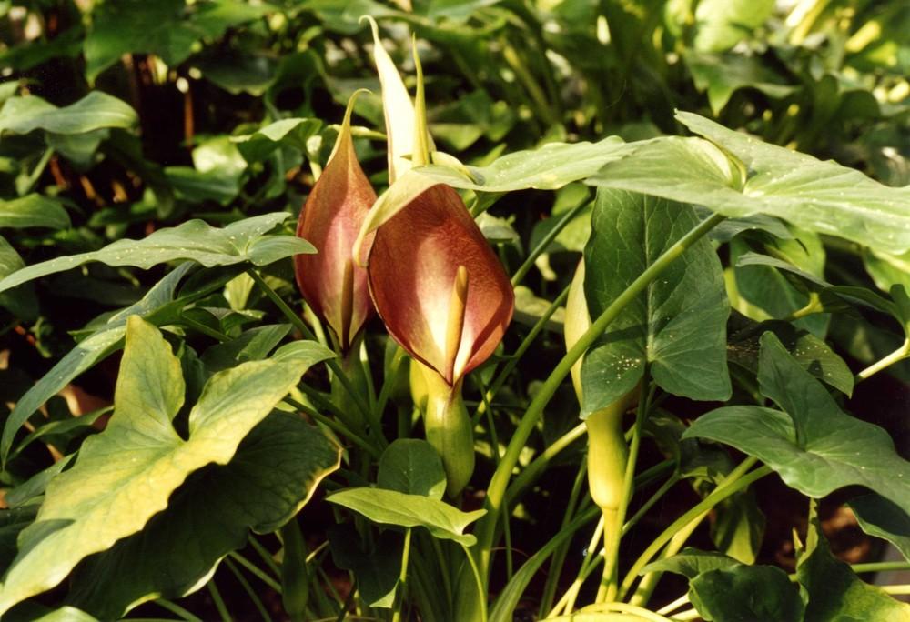 Tình yêu cây cỏ ĐV2 - Page 83 67f16a