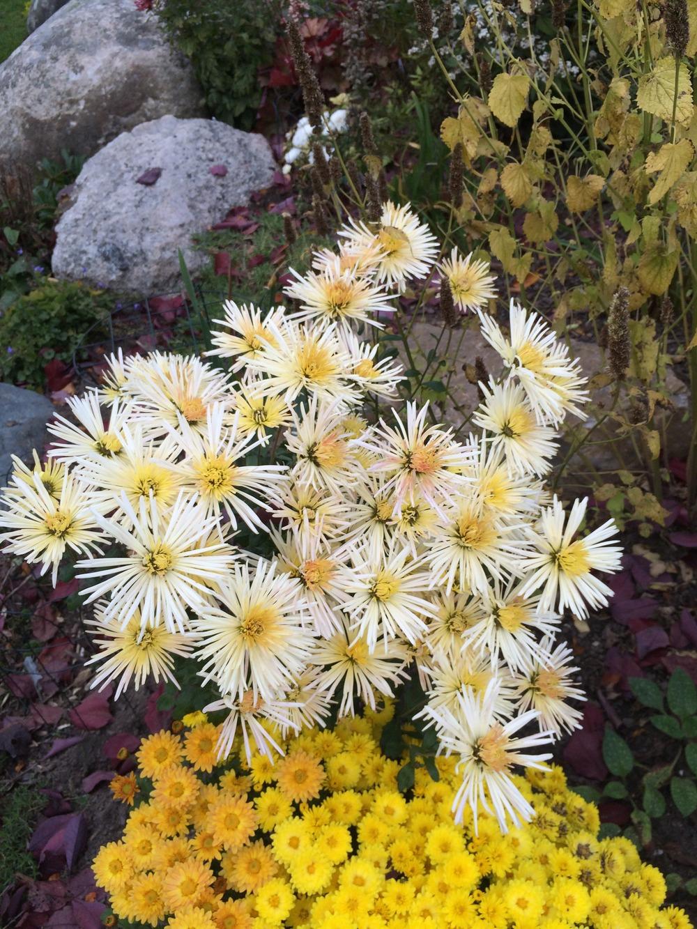 Photo of the entire plant of Mum (Chrysanthemum posted by