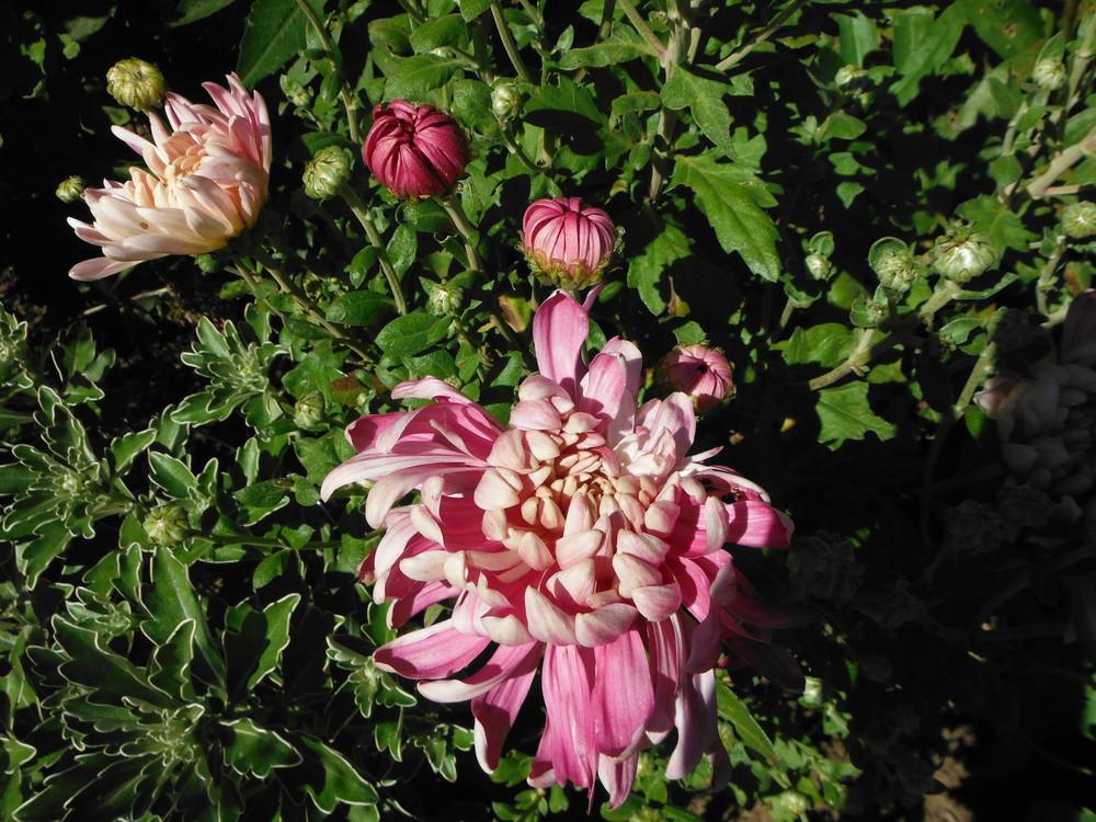 Photo of the bloom of Chrysanthemum 'Grape Queen' posted by jvdubb