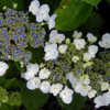 Photo courtesy of Joy Creek Nursery
