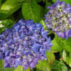 Photo courtesy of Joy Creek Nursery