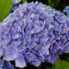Photo courtesy of Joy Creek Nursery