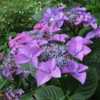 Photo courtesy of Joy Creek Nursery