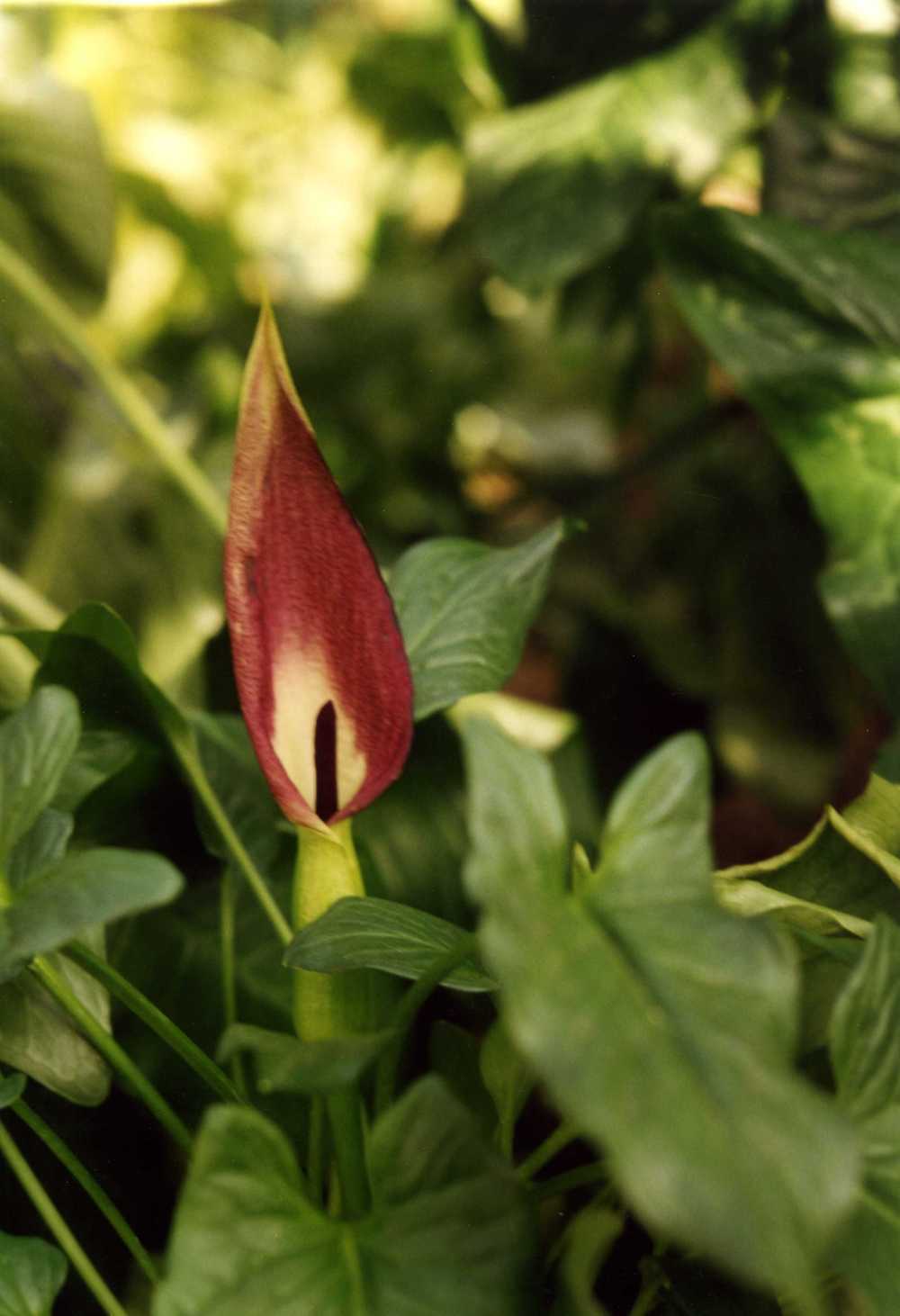 Tình yêu cây cỏ ĐV2 - Page 84 9159a0