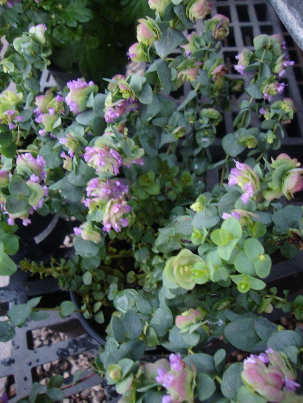 Photo of the entire plant of Ornamental Oregano (Origanum 'Kent Beauty') posted by Paul2032