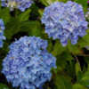 Photo courtesy of Joy Creek Nursery