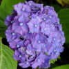 Photo courtesy of Joy Creek Nursery