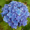 Photo courtesy of Joy Creek Nursery