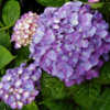 Photo courtesy of Joy Creek Nursery