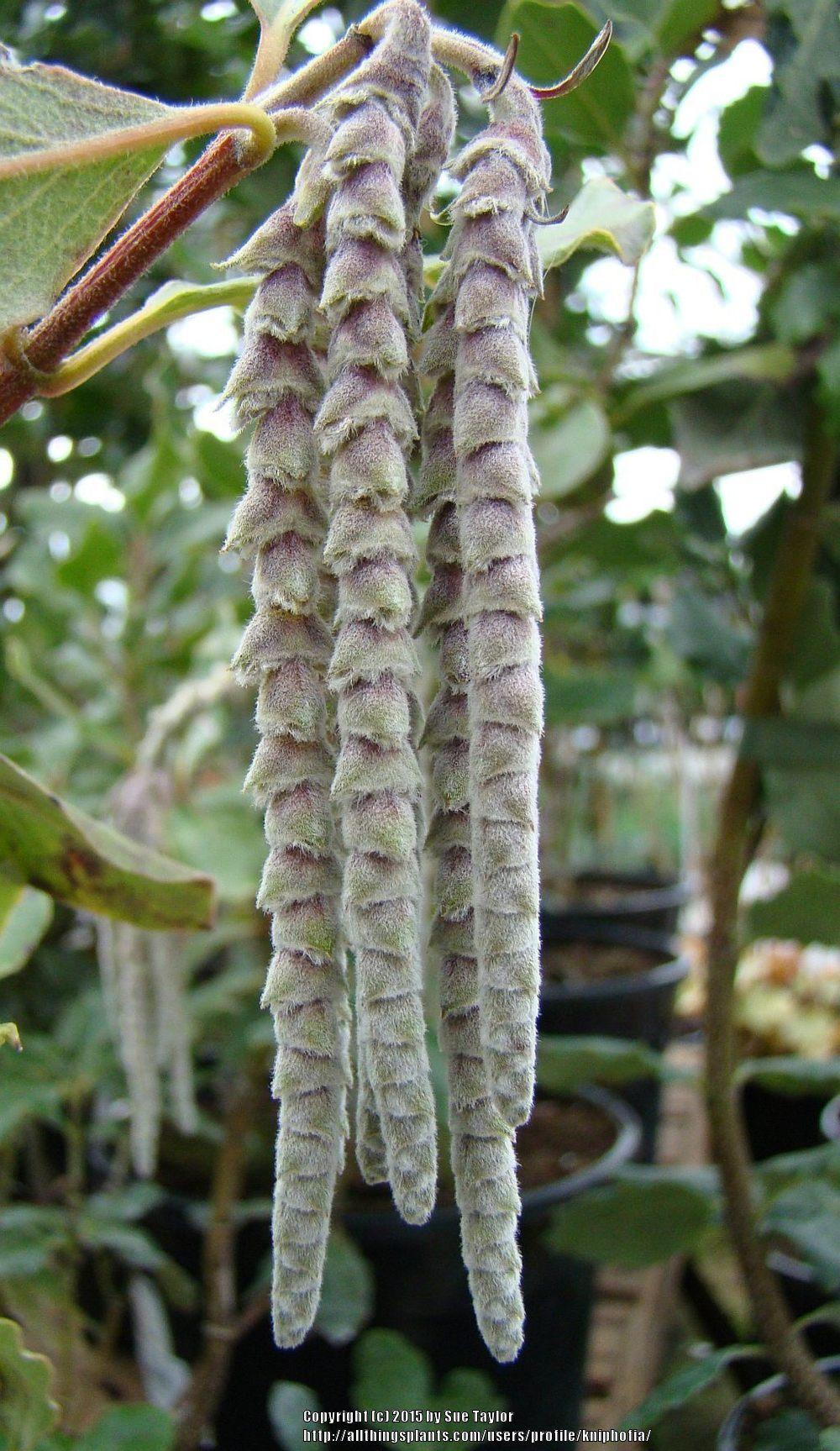 Photo of the bloom of Coast Silk Tassel (Garrya elliptica 'James Roof