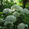 Taken at Hortensia House, Marlborough, New Zealand.