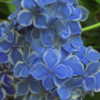 Taken at Hortensia House, Marlborough, New Zealand.