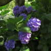 Taken at Hortensia House, Marlborough, New Zealand.