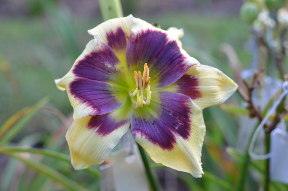 Daylily (Hemerocallis 'Blue Delicious') in the Daylilies Database