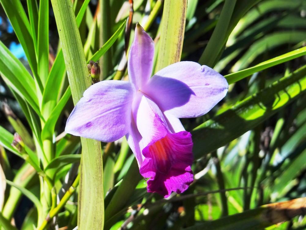 Orchids forum→Our Orchid blooms in January 2015 - Garden.org