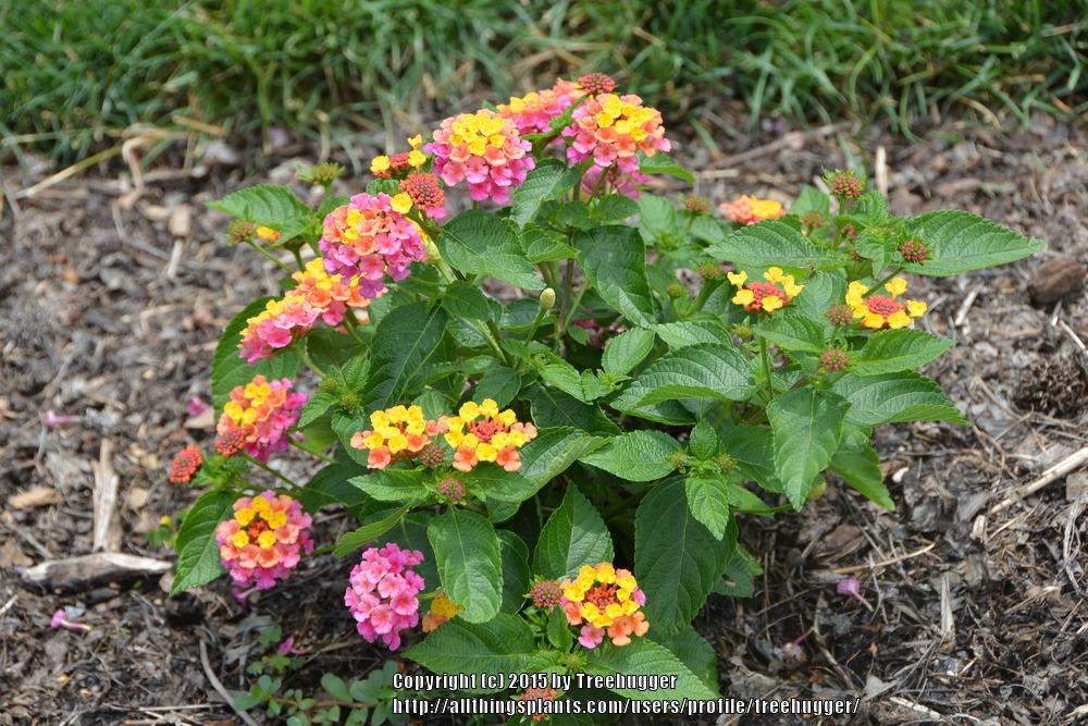 Photo of the bloom of Lantana Luscious® Berry Blend posted by treehugger