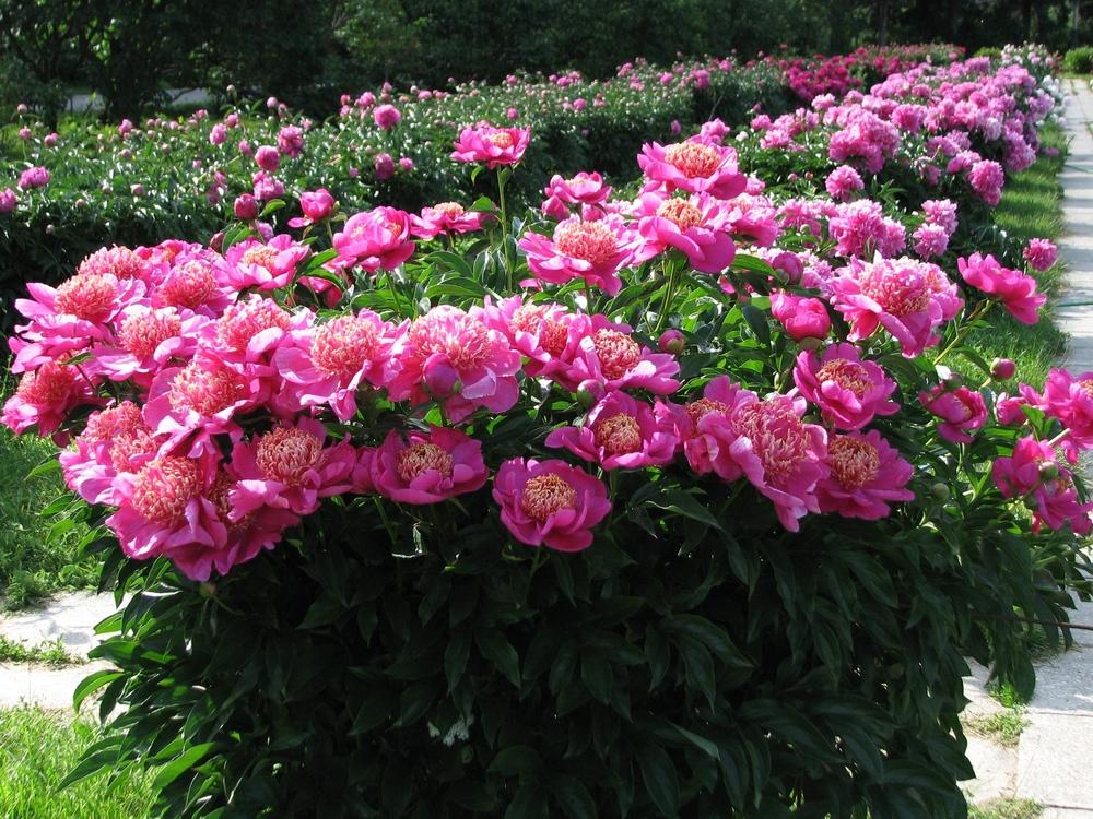 Photo of the entire plant of Peony (Paeonia lactiflora 'Neon') posted