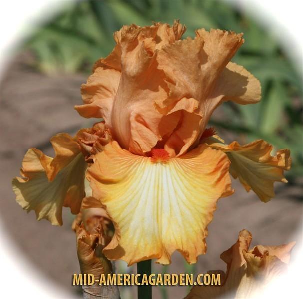 Photo of the bloom of Tall Bearded Iris (Iris 'Great Balls of Fire