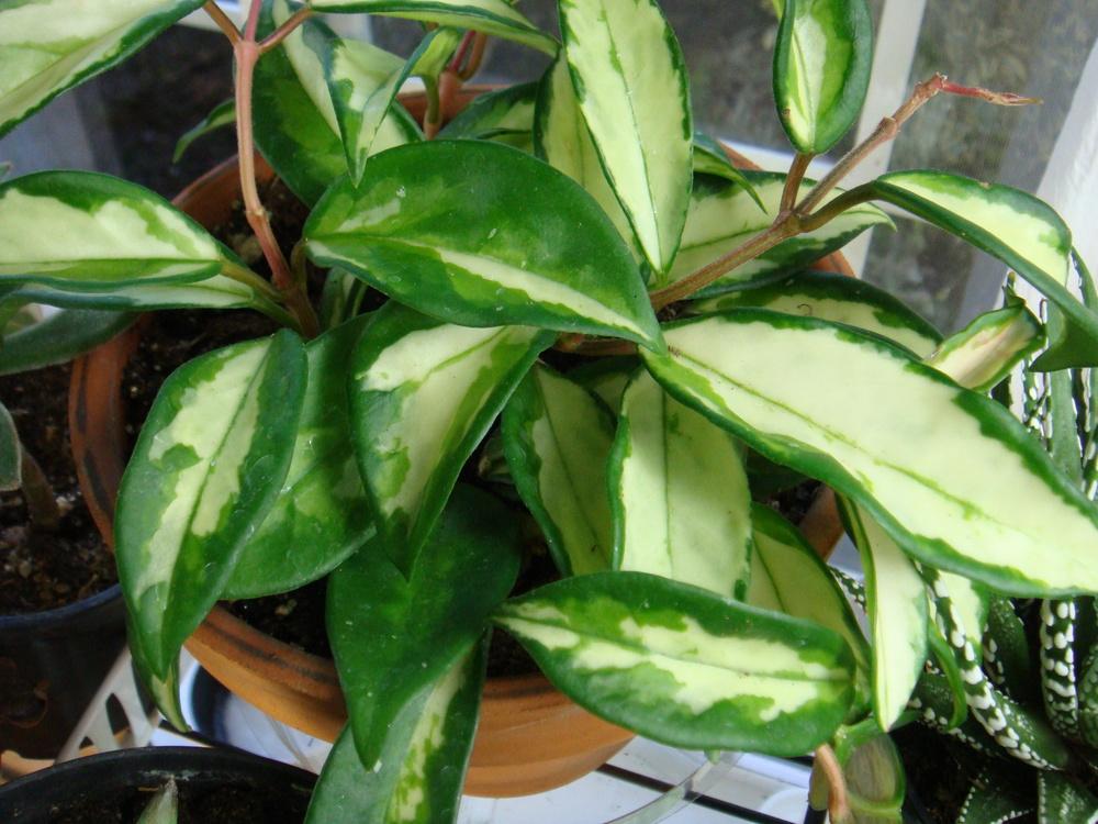 Photo of the entire plant of Wax Plant (Hoya carnosa 'Variegata