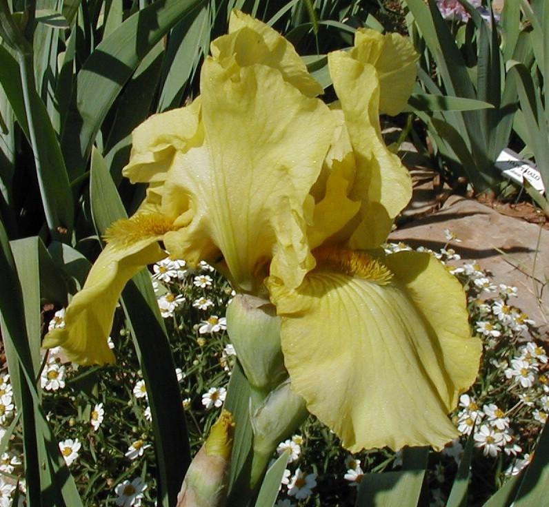 Tall Bearded Iris (Iris 'Pride of Ireland') in the Irises Database