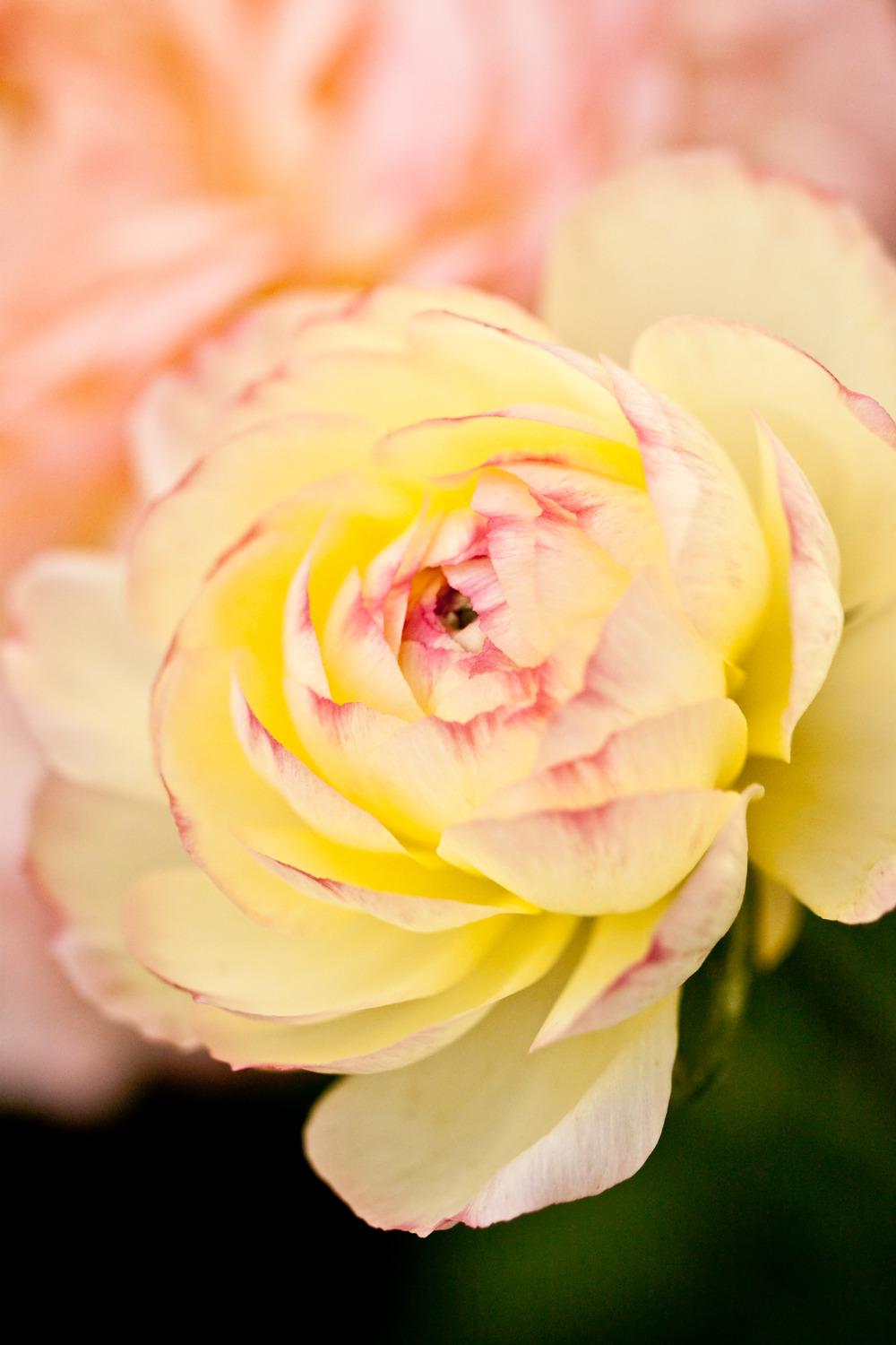 Ranunculus subtilis 'M-Beige' - Garden.org
