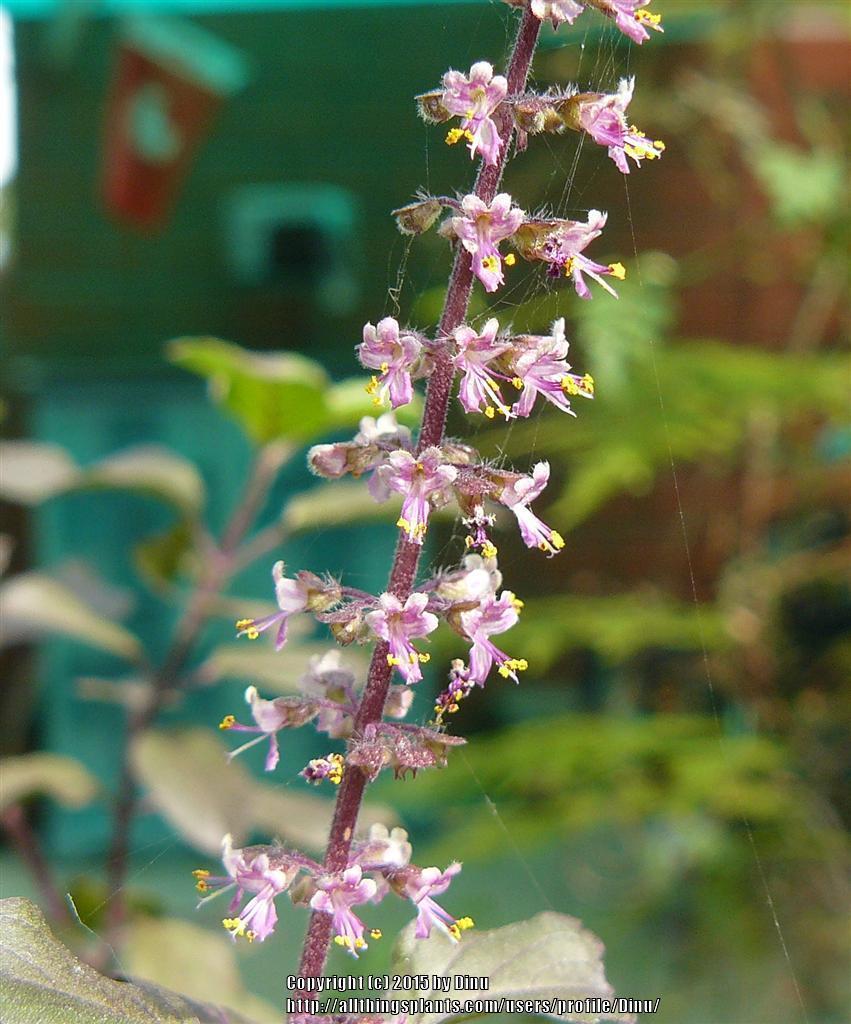 Ocimum Sanctum Flower