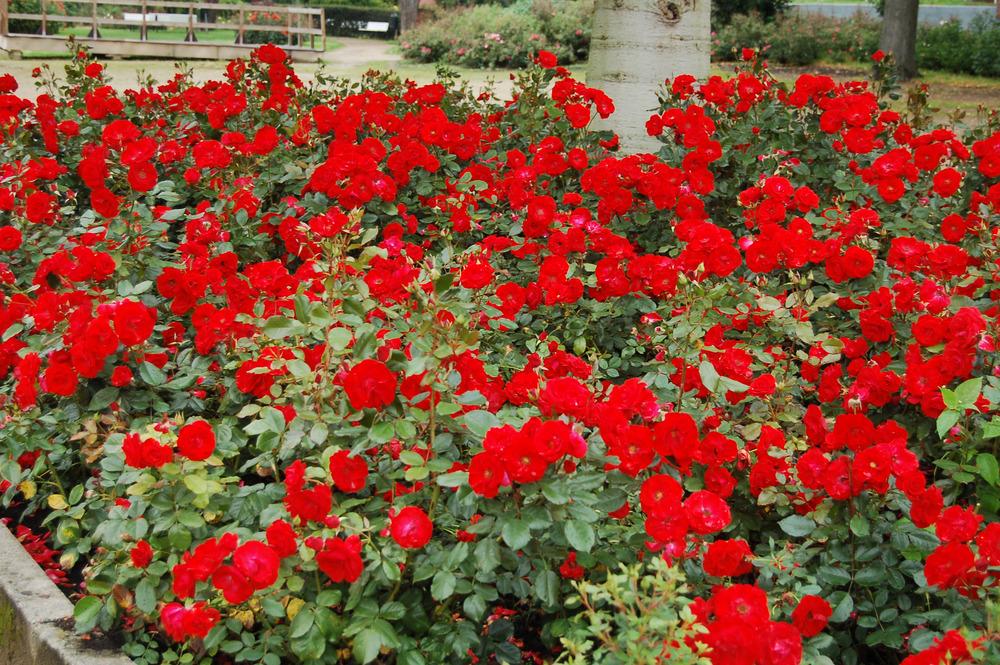 Rose (Rosa 'Royal Occasion') in the Roses Database