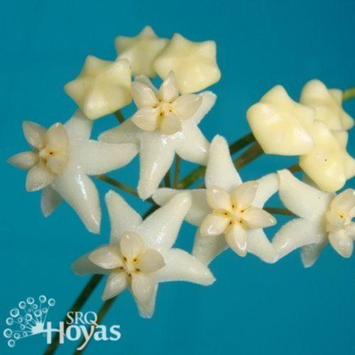 Wax Plant (Hoya cagayanensis) in the Hoyas Database