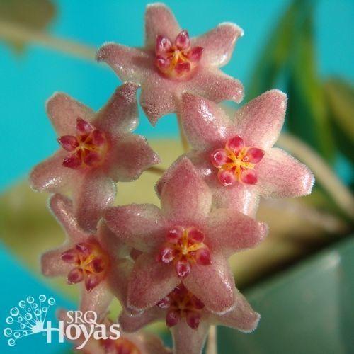 Photo of the bloom of Wax Plant (Hoya camphorifolia) posted by SRQHoyas