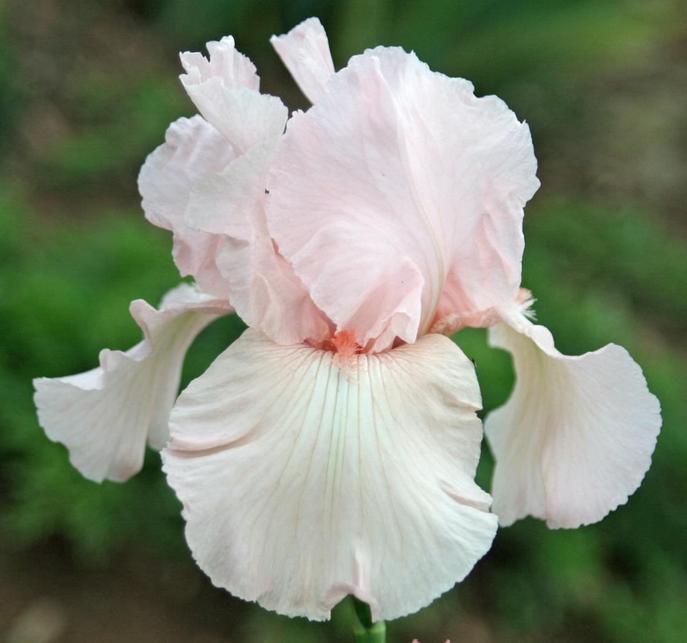 Tall Bearded Iris (Iris 'Vanity') in the Irises Database