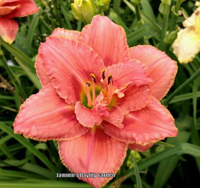 Daylily (Hemerocallis 'Fashion Lady Dancing') in the Daylilies Database