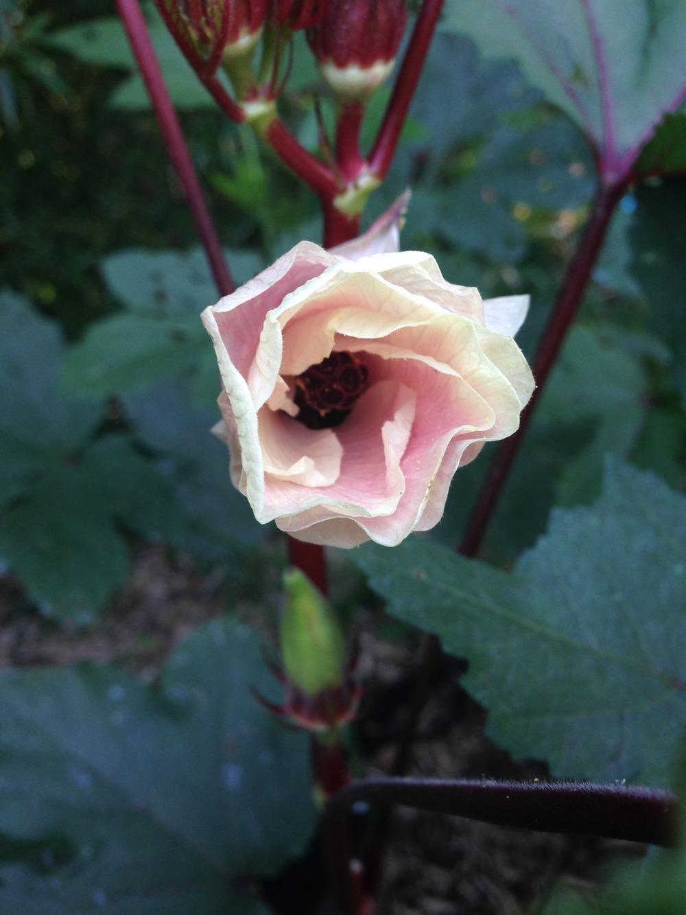 Photo of the bloom of Okra (Abelmoschus esculentus 'Jing Orange