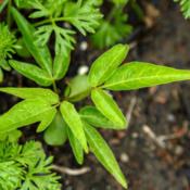 Photo courtesy of: Tom Potterfield