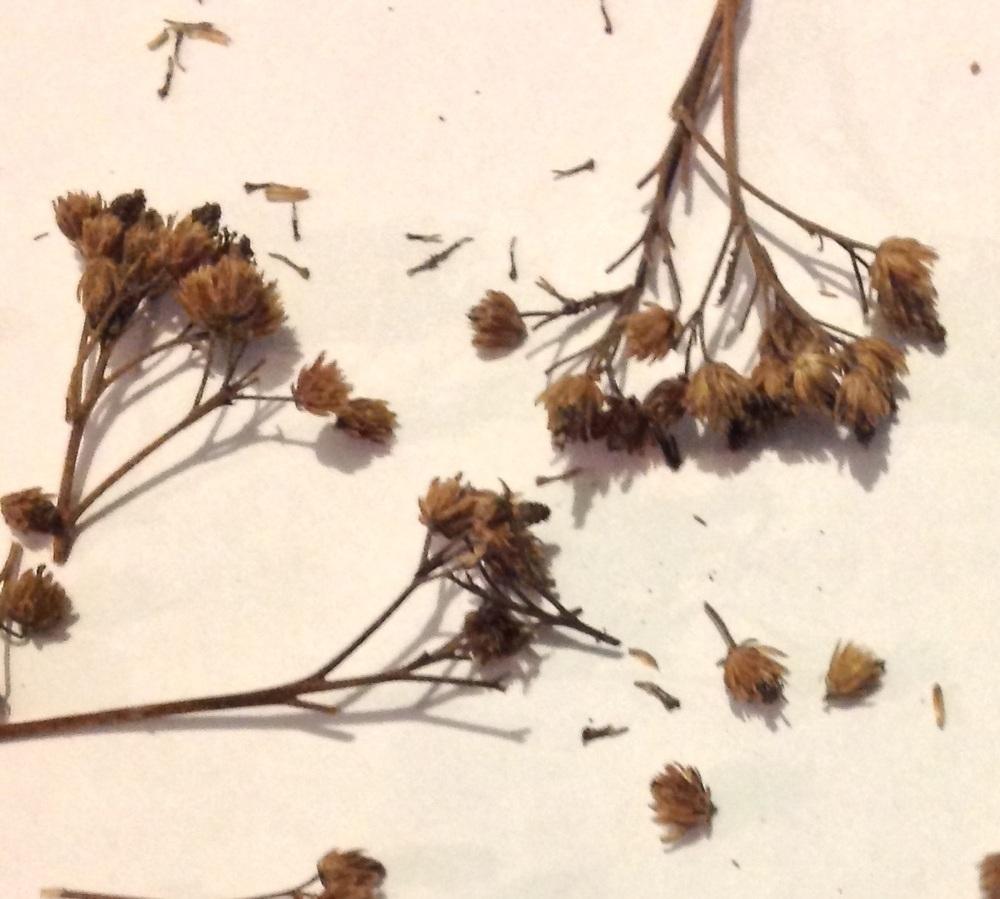 Photo of the seed pods or heads of Yarrow (Achillea ptarmica 'The Pearl