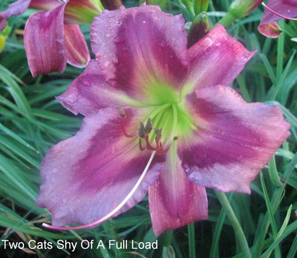 Daylily (Hemerocallis 'Two Cats Shy of a Full Load') in the Daylilies