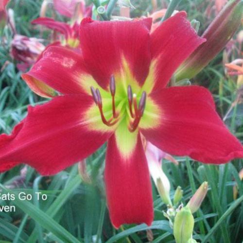 Daylily (Hemerocallis 'All Cats Go to Heaven') in the Daylilies