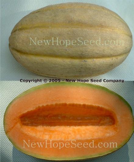 Melon: Old Time Tennessee Overview - Growing Tips
