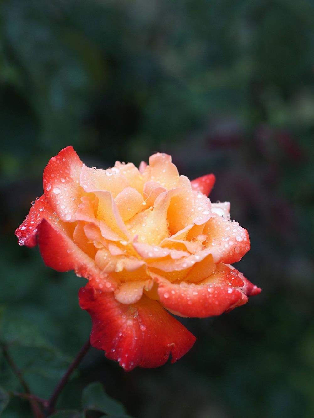 Rose Raya Rose (Rosa 'Linda Raya') in the Roses Database - Garden.org