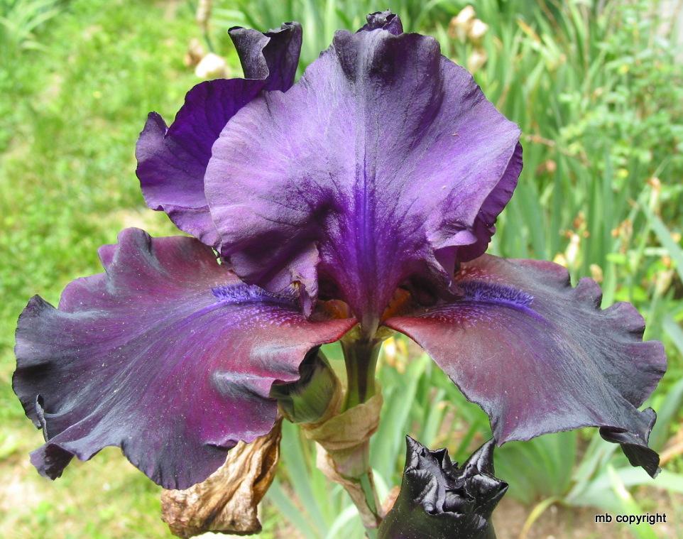 Photo of the bloom of Tall Bearded Iris (Iris 'Night Stalker') posted