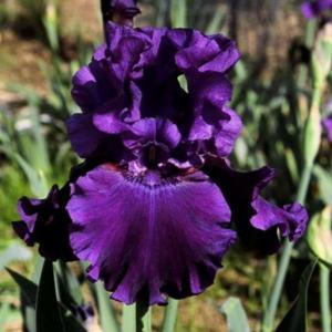 Where to bet in new hampshire state