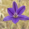 Credit USFWS