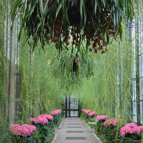 Cinnamon Wattle (Acacia leprosa)