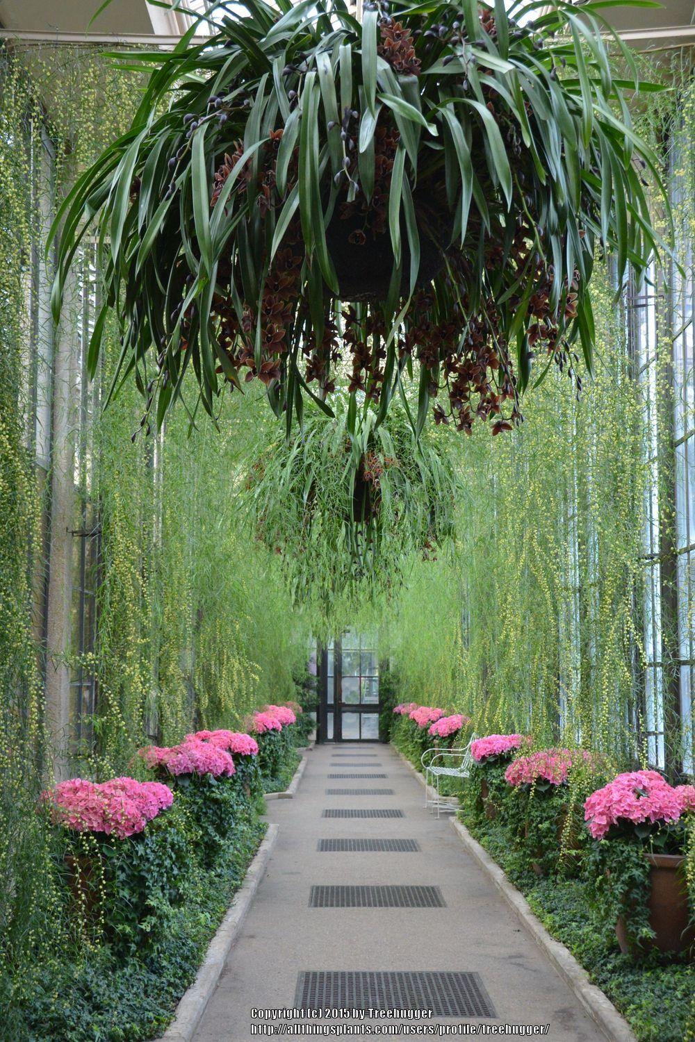 Cinnamon Wattle (Acacia leprosa)