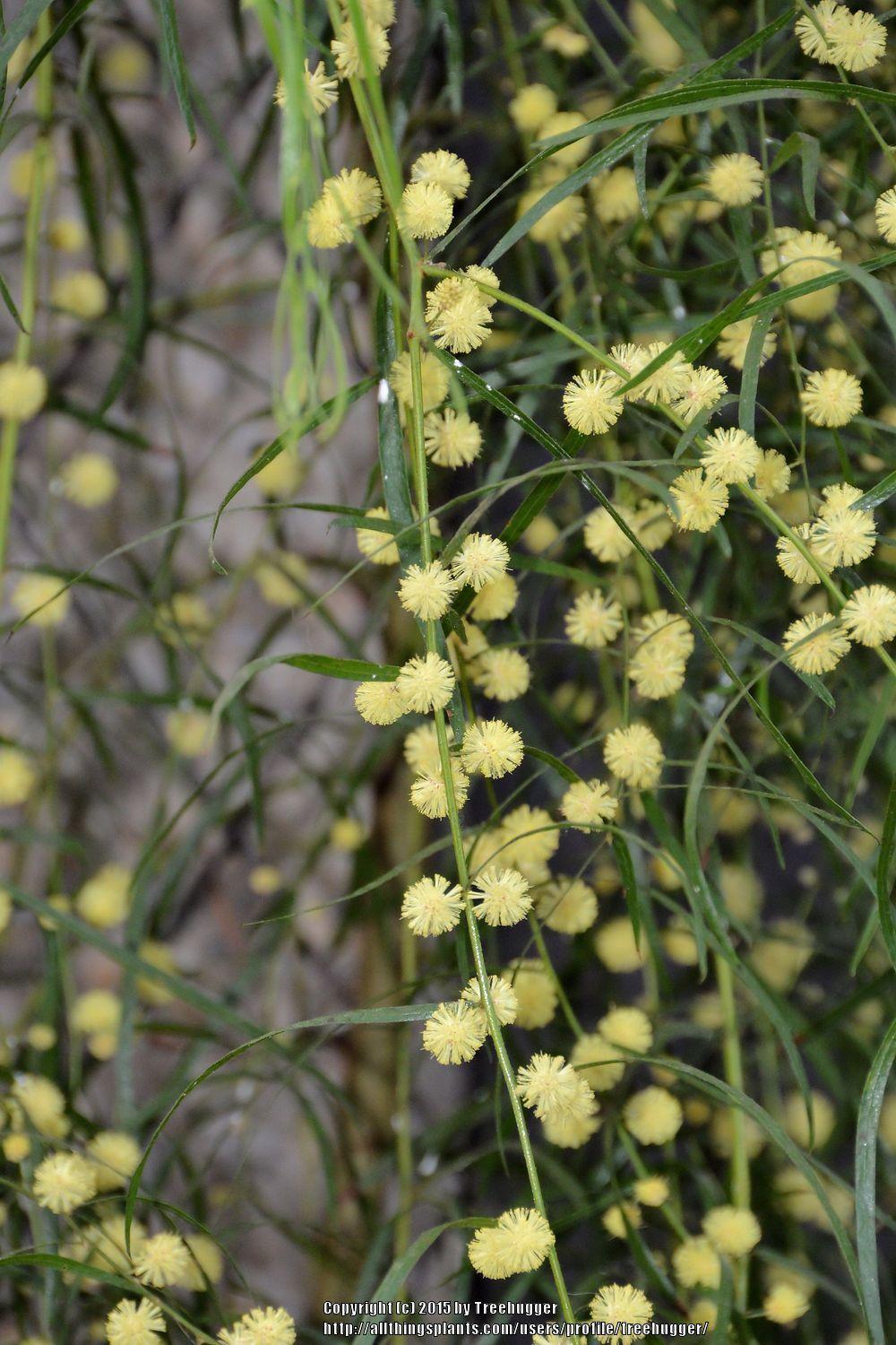Photo of the bloom of Cinnamon Wattle (Acacia leprosa) posted by treehugger