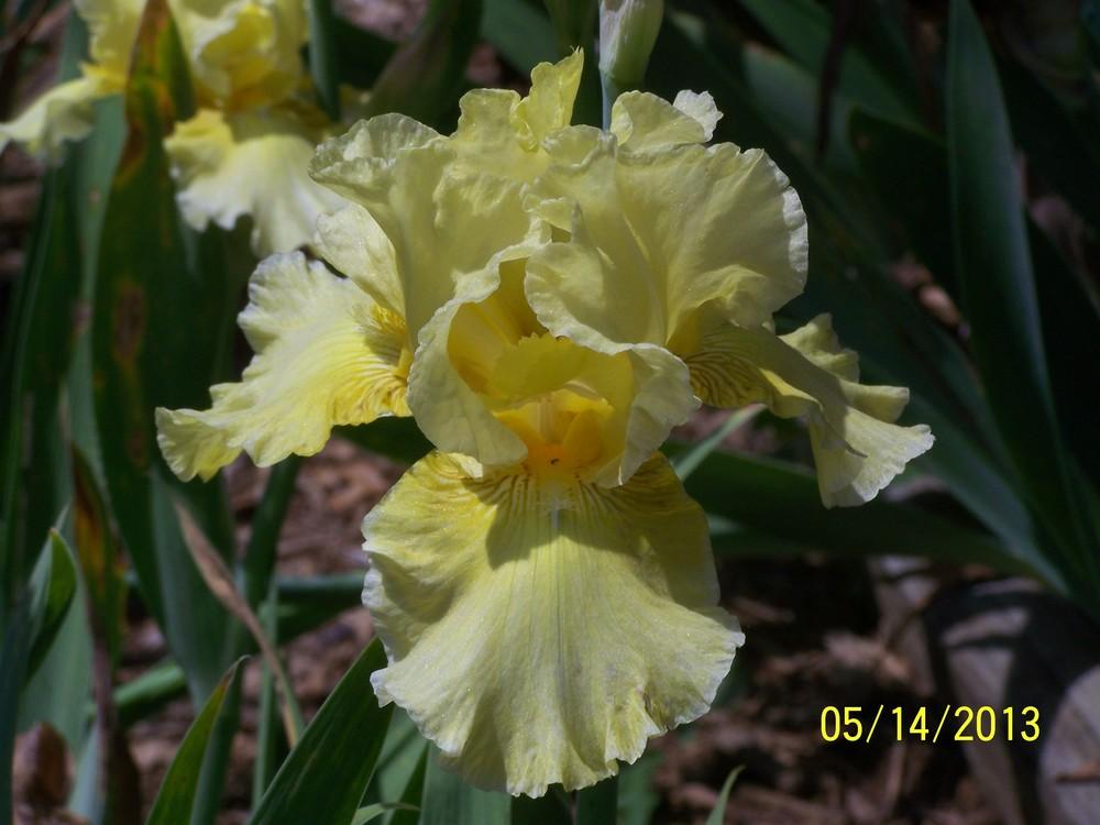 Tall Bearded Iris (Iris 'Maid of Orleans') in the Irises Database