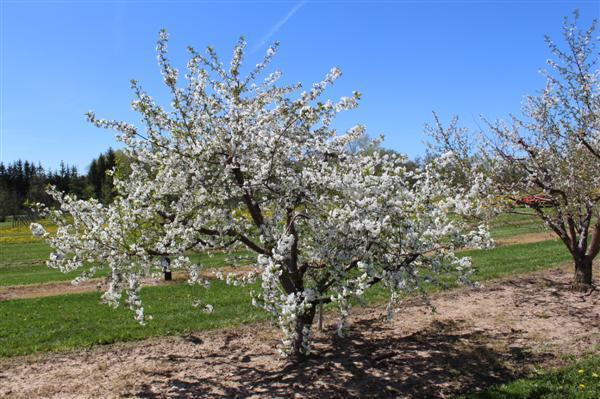 Photo Of The Entire Plant Of Sour Cherry Prunus Cerasus Schattenmorelle Posted By Admin Garden Org