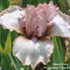 Photo courtesy of Williamson Farm Flowers