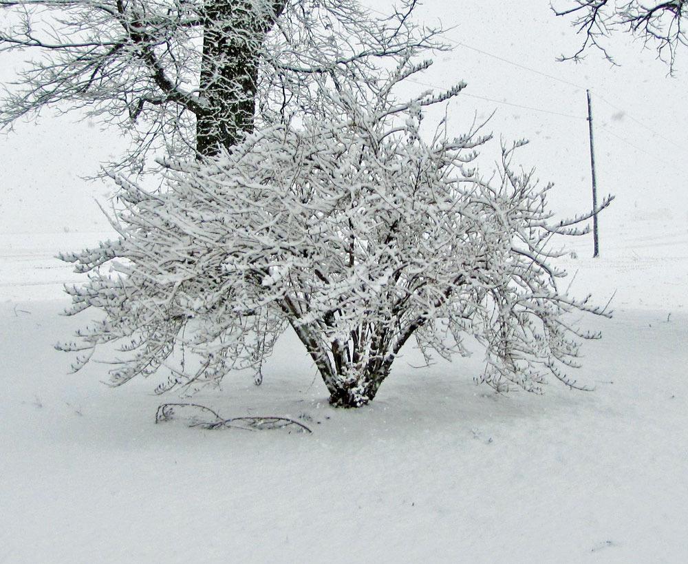 Photo of the winter interest of Old Fashioned Weigela (Weigela florida) posted by TBGDN