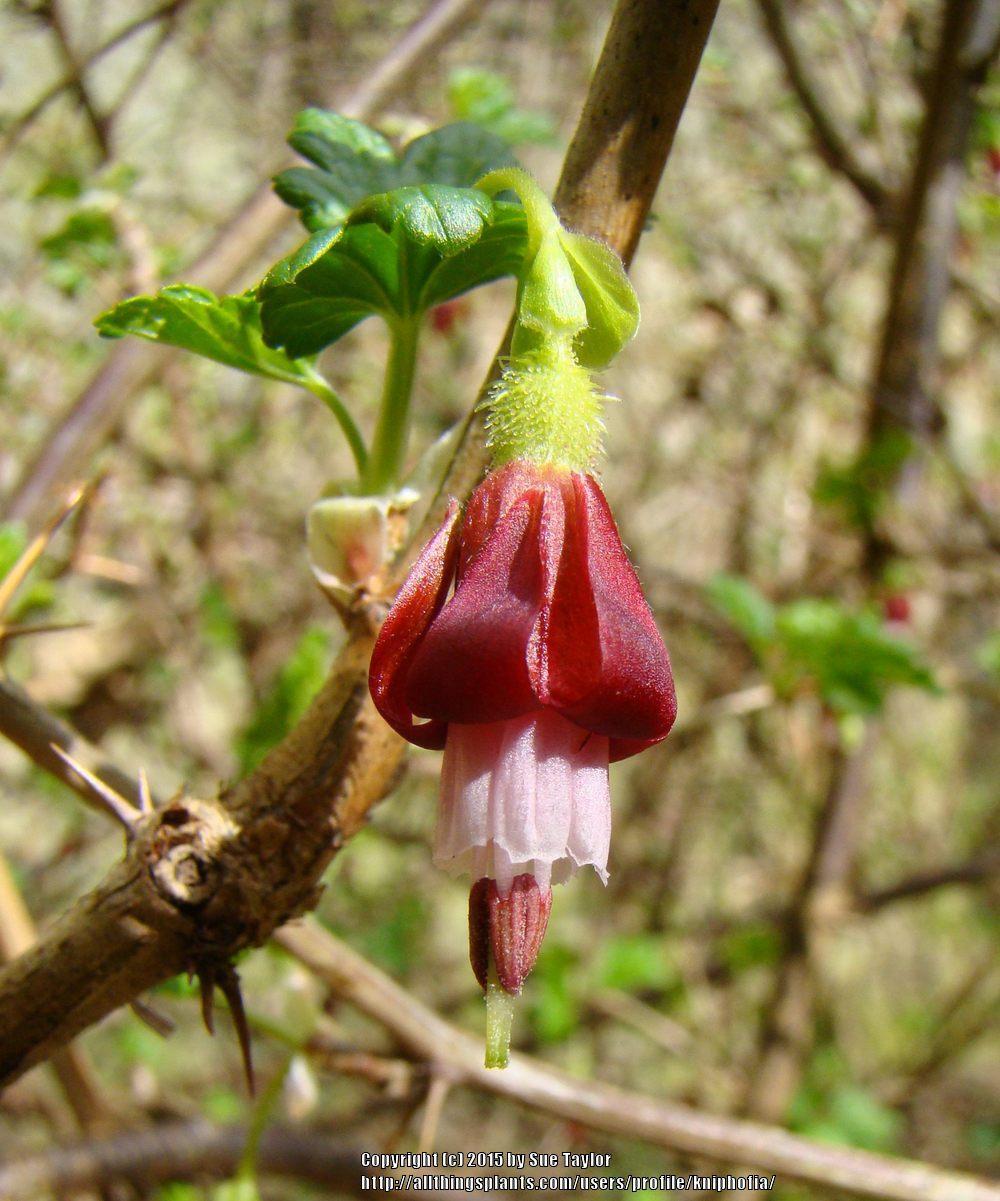 Canyon Gooseberry (Ribes menziesii) in the Currants and Gooseberries